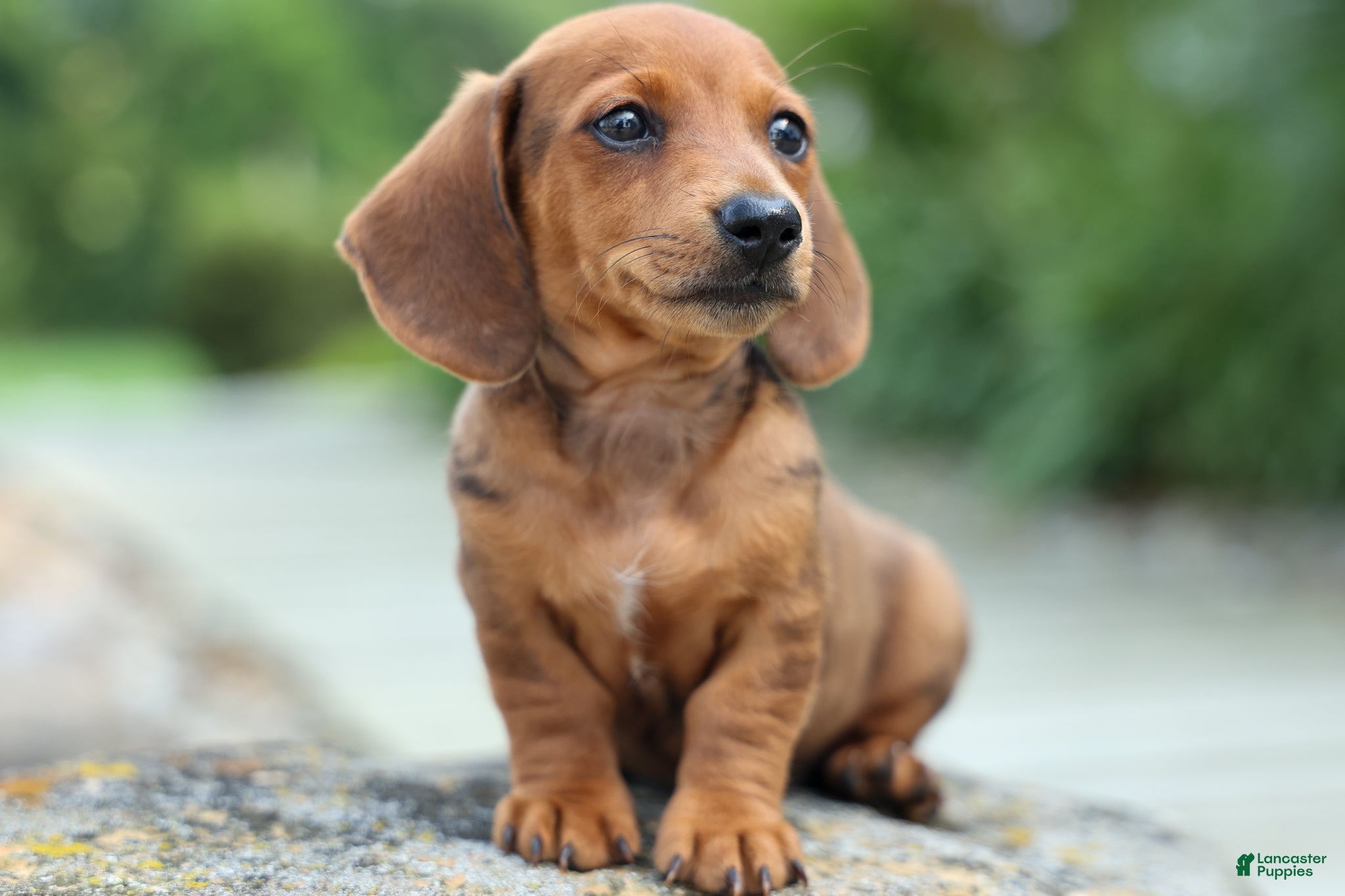 Miniature Dachshund dogs Tyson 💙 - Ad 2