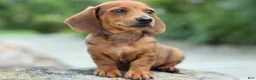 Miniature Dachshund dogs for sale: Tyson 💙 - Ad 2