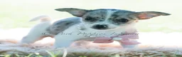 Chihuahua dogs for sale: Prada - Ad 5