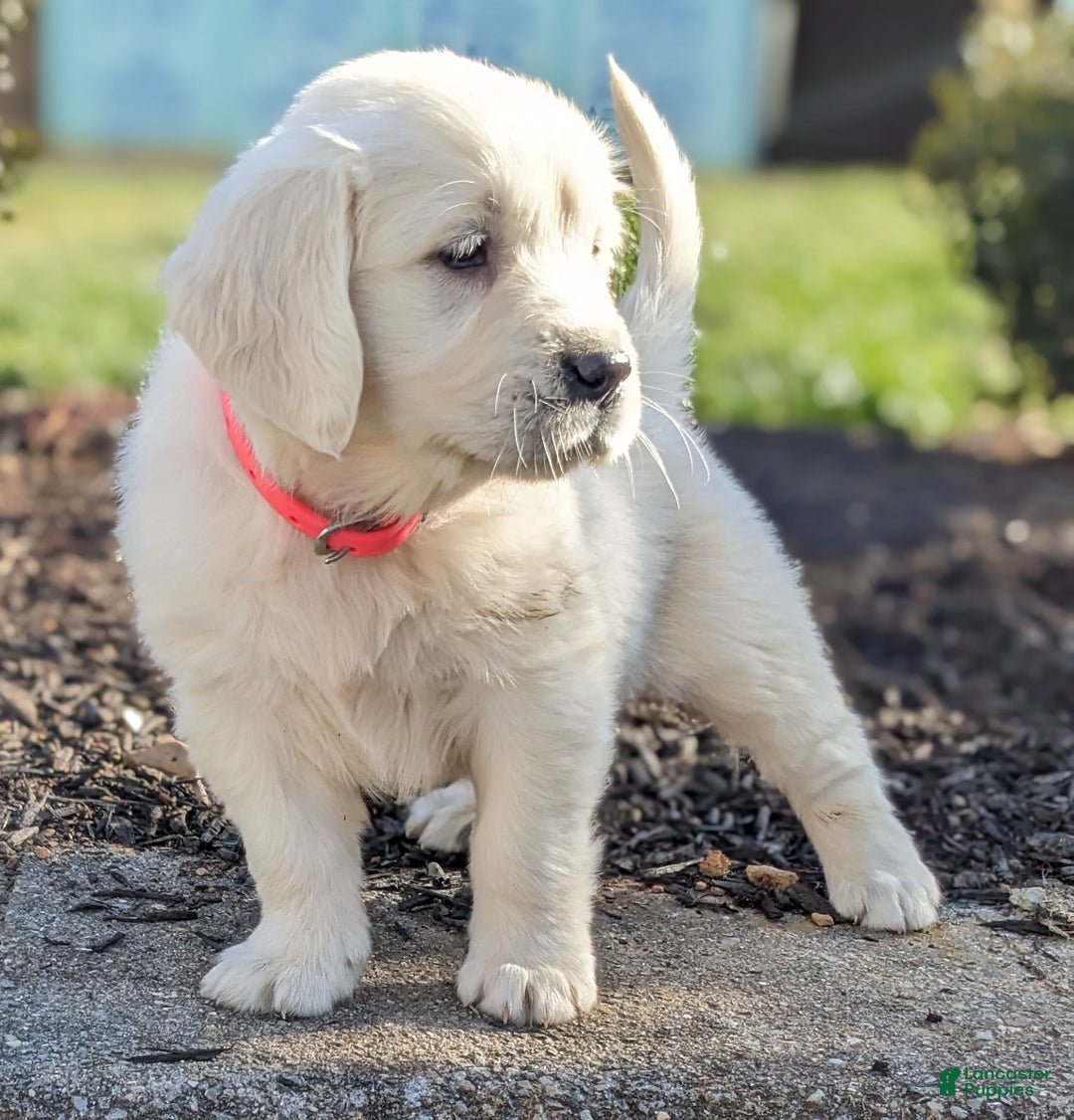 Golden Retriever dogs for sale: Emily - Ad 3