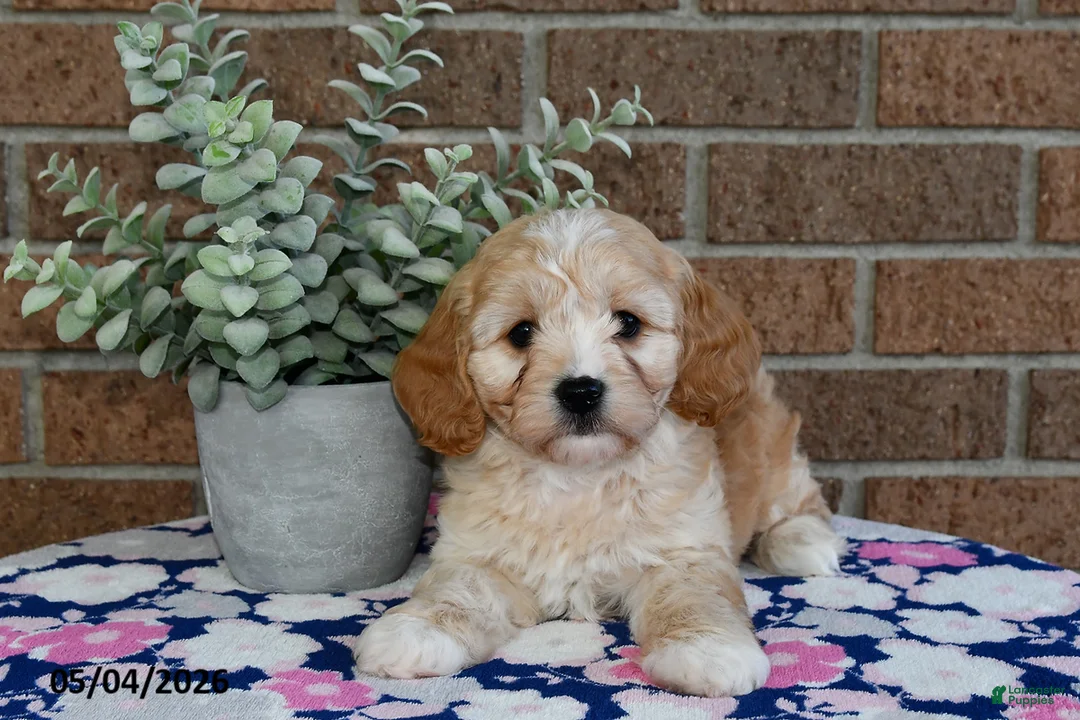 Cavachon dogs for sale: Eddie - Ad 2