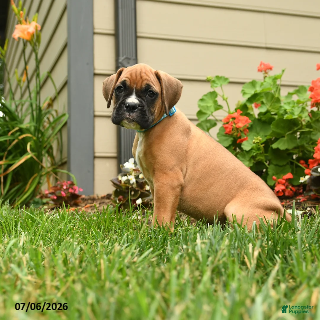 Boxer dogs for sale: Sal T - Ad 2