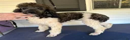 Bordoodle dogs for sale: Roxy - Ad 10