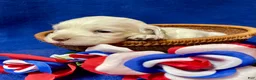 Cockapoo dogs for sale: Meeko - Ad 10