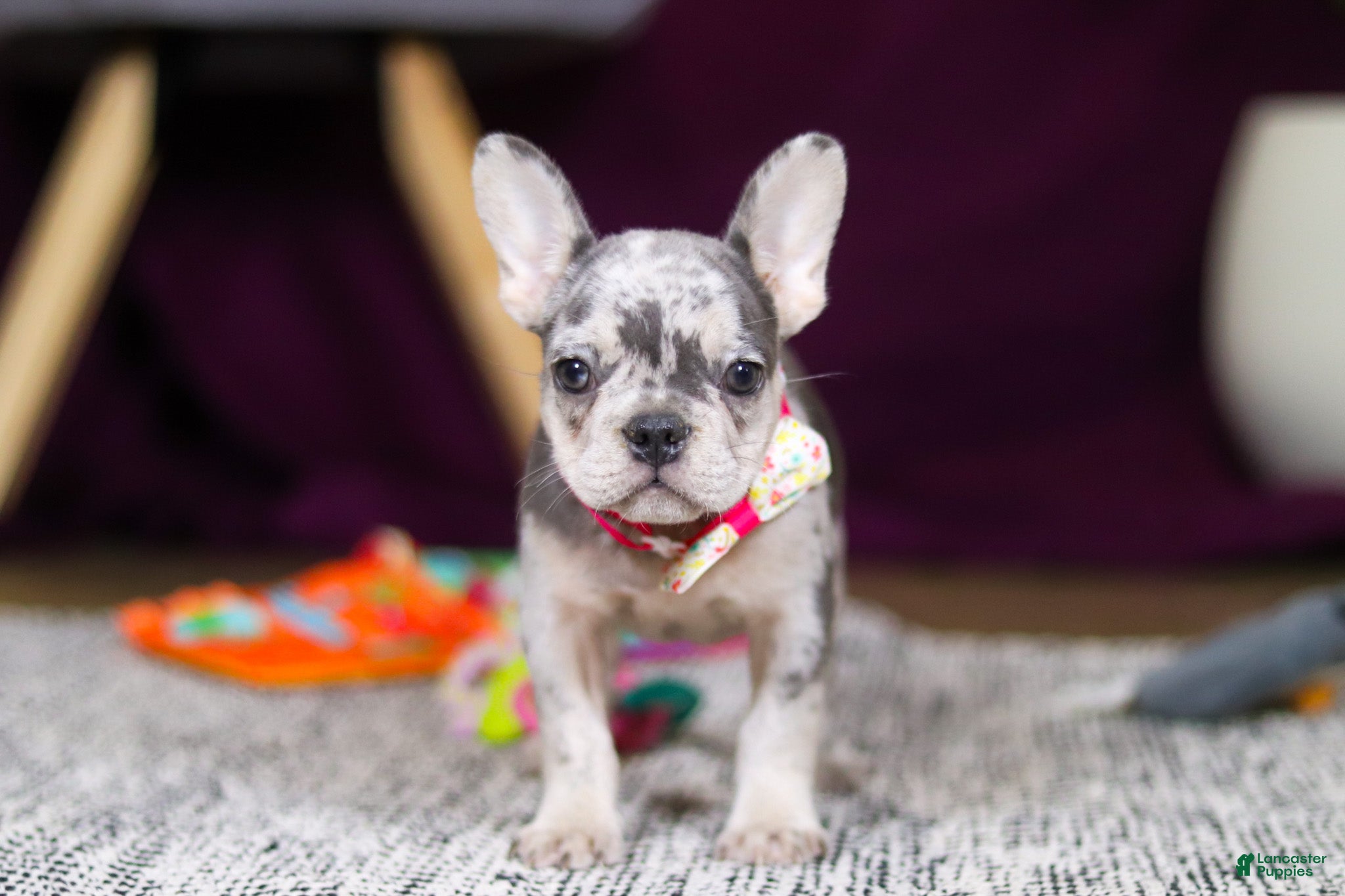 French Bulldog dogs Bobo - Ad 1