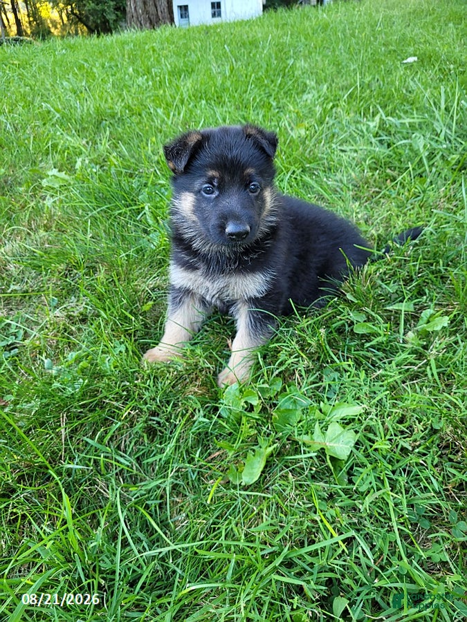 German Shepherd dogs for sale: Joey - Ad 1