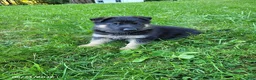 German Shepherd dogs for sale: Joey - Ad 1