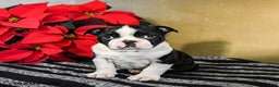 Boston Terrier dogs for sale: Domino - Ad 2