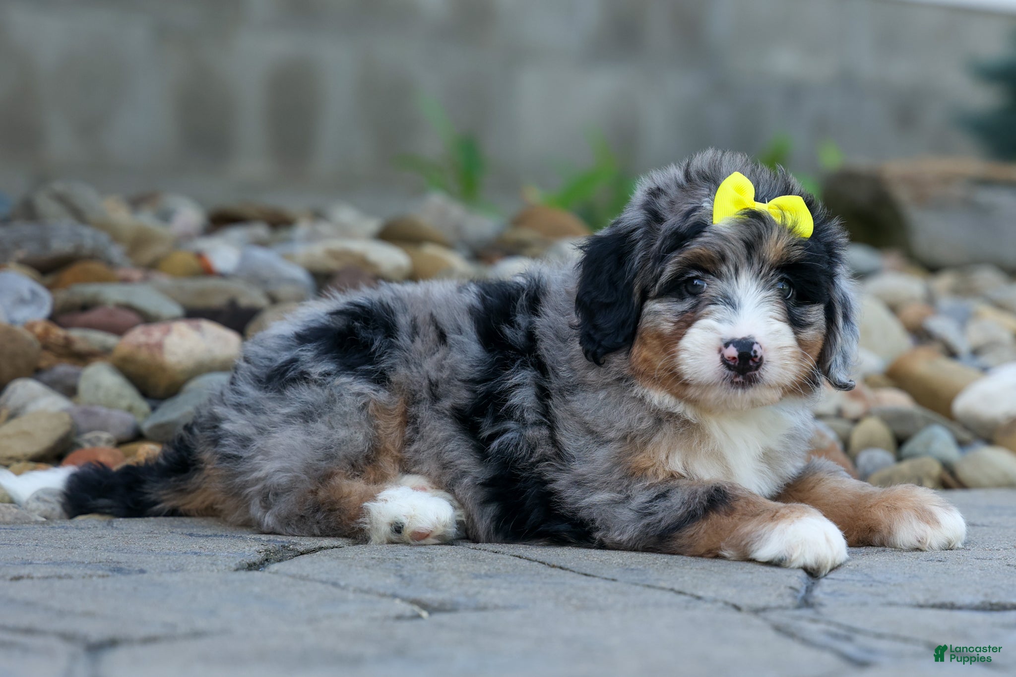 Mini Bernedoodle dogs 🐾 Peaches 🐾 - Ad 1