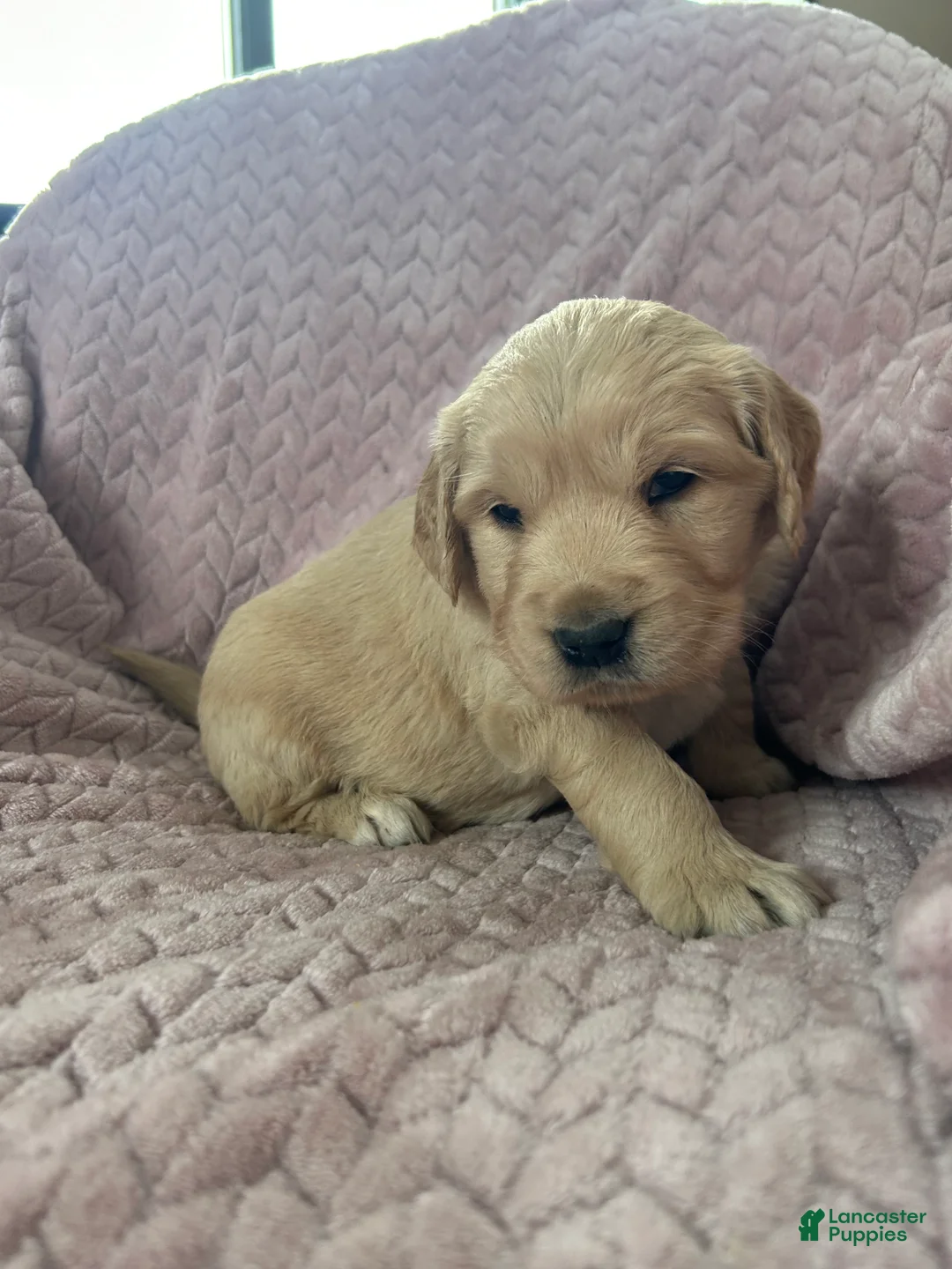 Golden Retriever dogs for sale: Muffin - Ad 14