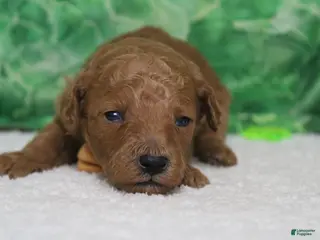 Miniature Poodle dogs Rufus - Ad 36