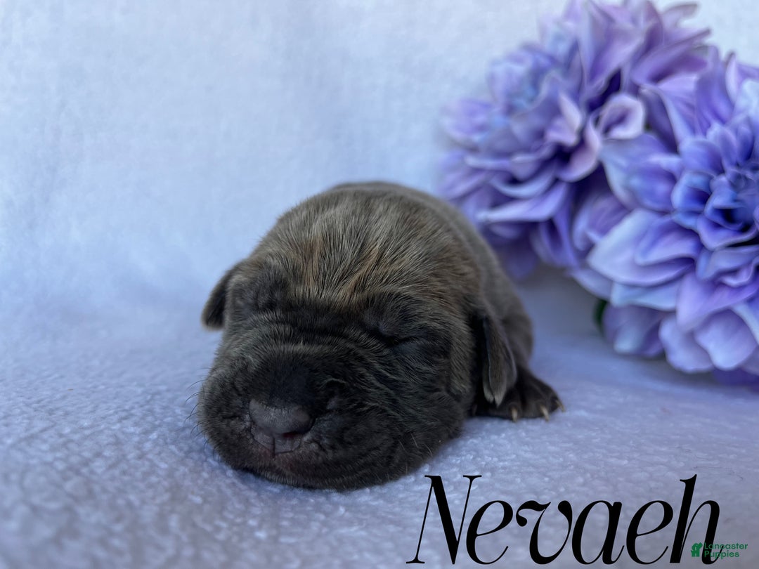 Cane Corso dogs for sale: Nevaeh - Ad 1
