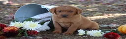 Labrador Retriever dogs for sale: Pumpkin - Ad 3
