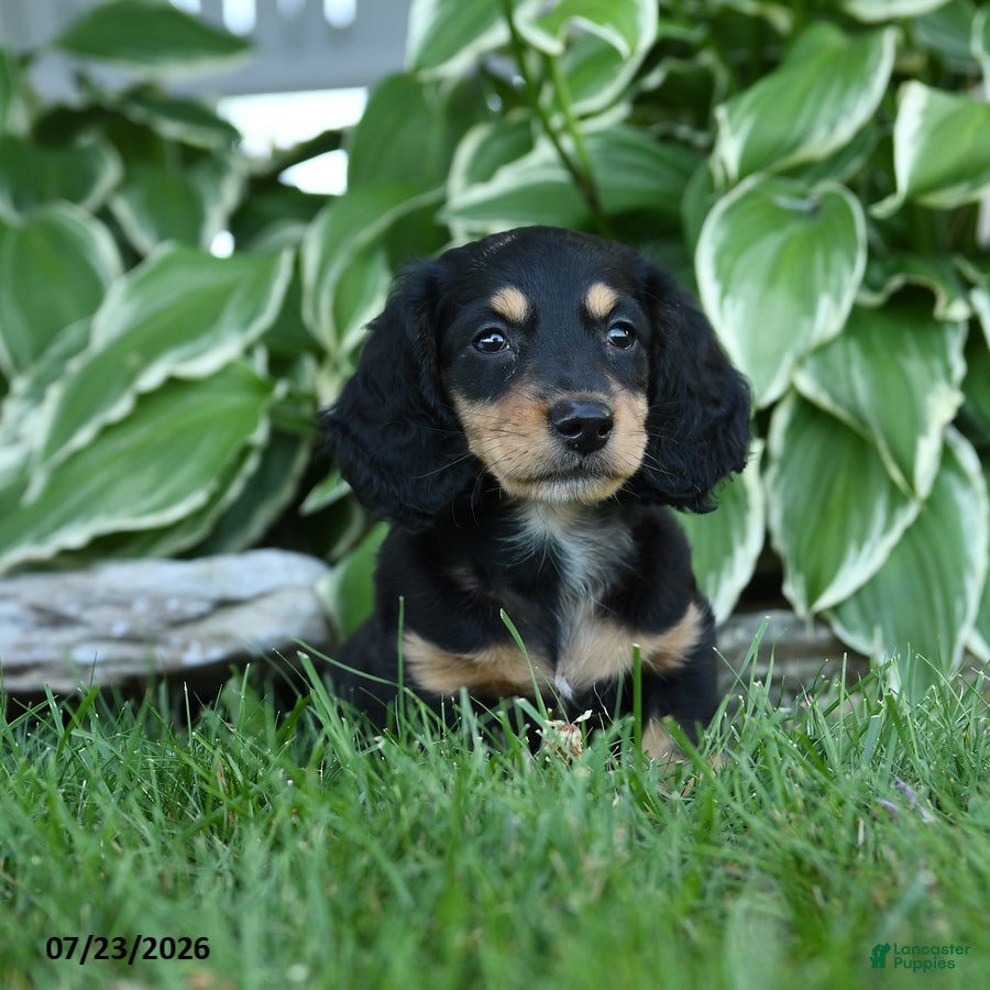 Miniature Dachshund dogs for sale: Winston - Ad 3