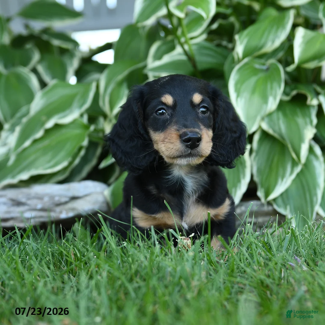 Miniature Dachshund dogs for sale: Winston - Ad 1