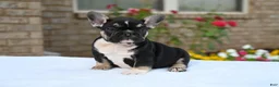 French Bulldog dogs for sale: Kay kay - Ad 1
