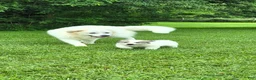Great Pyrenees dogs for sale: Great Pyrenees 1 - Ad 13