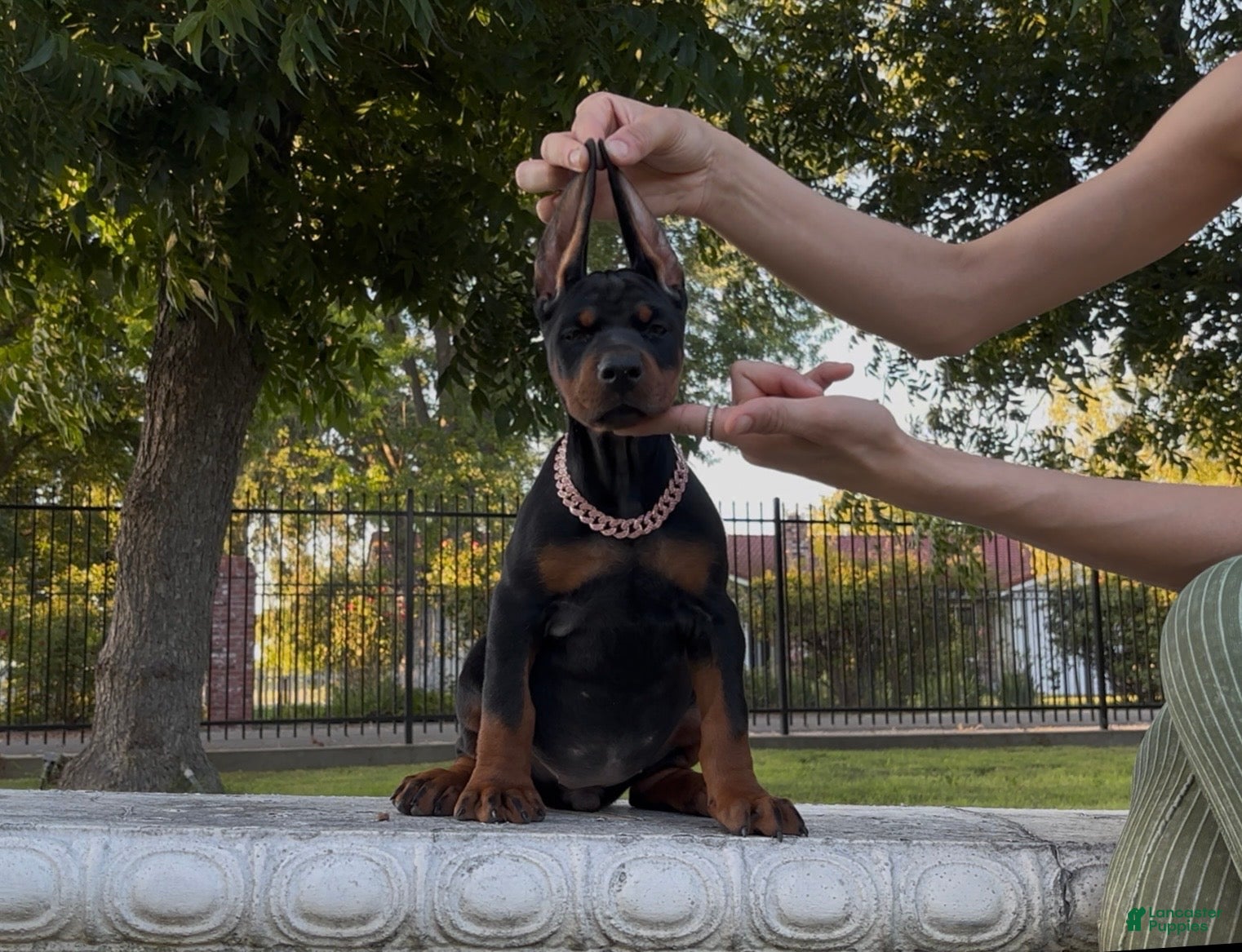 Doberman Pinscher dogs Bella - Ad 15