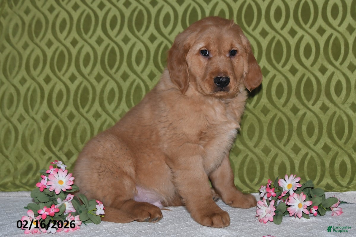 Golden Retriever dogs Ozark - Ad 2