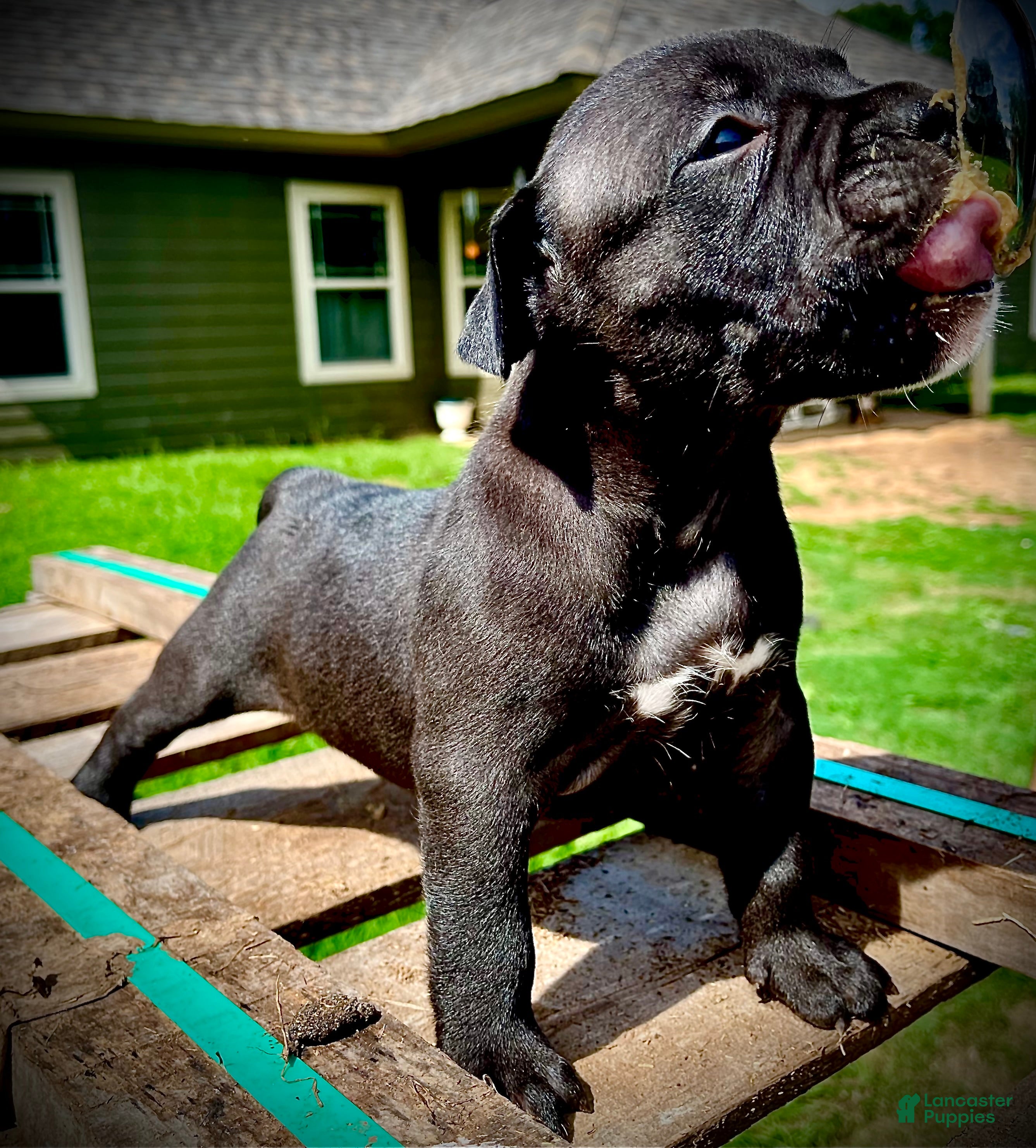 American Bully dogs American Bully Puppy 3 - Ad 1