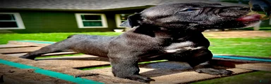 American Bully Puppy 3
