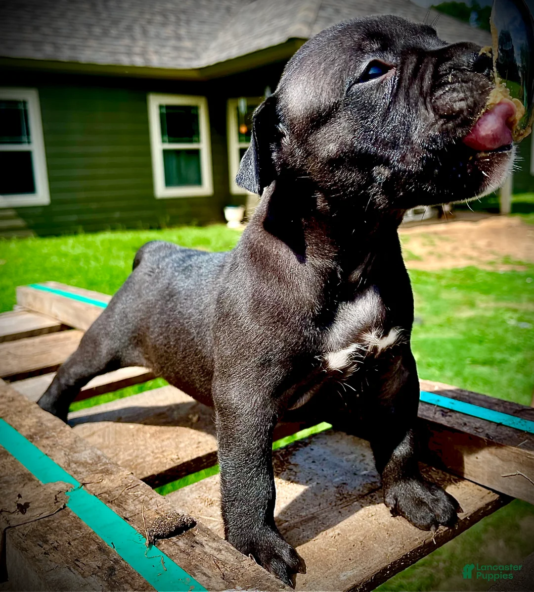 American Bully dogs for sale: American Bully Puppy 3 - Ad 1