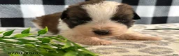 Saint Bernard dogs for sale: Ranger - Ad 2
