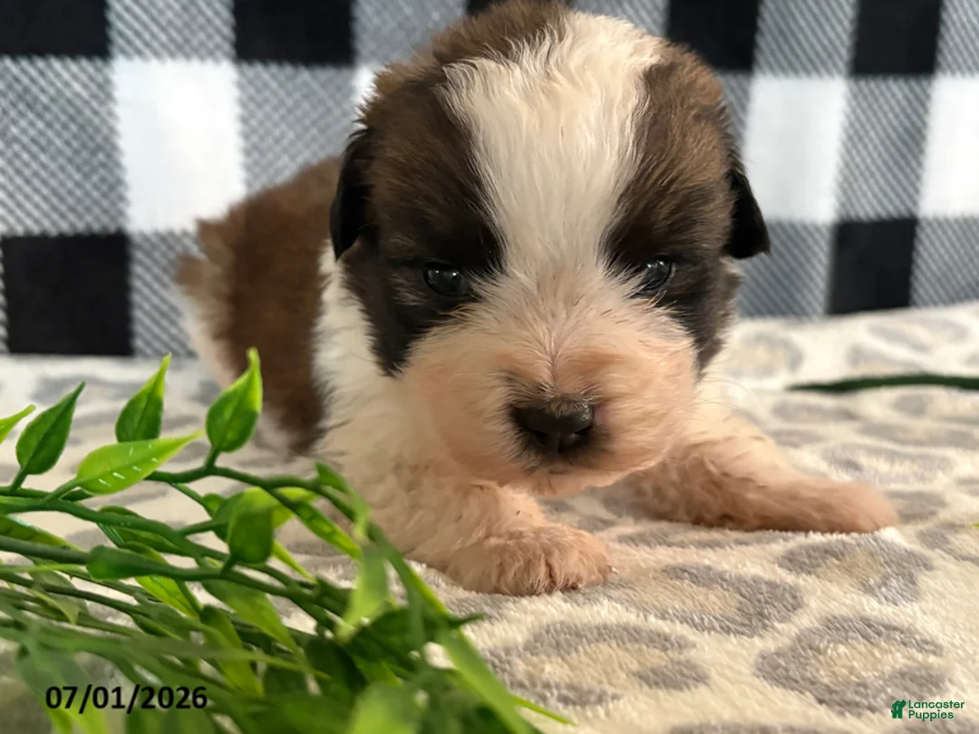 Saint Bernard dogs for sale: Ranger - Ad 2