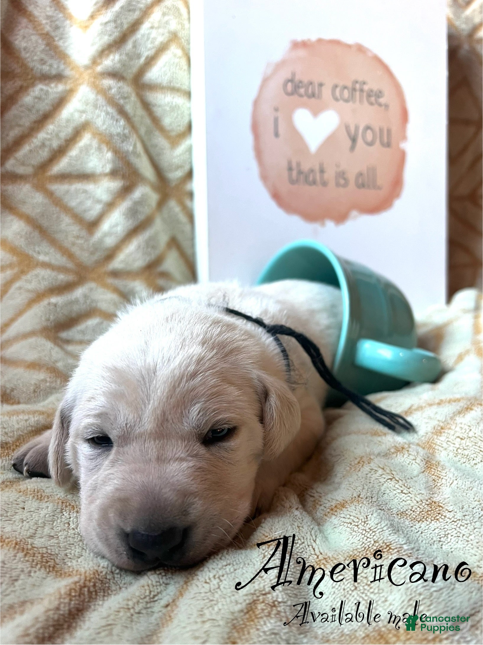 Labrador Retriever dogs Americano - Ad 9