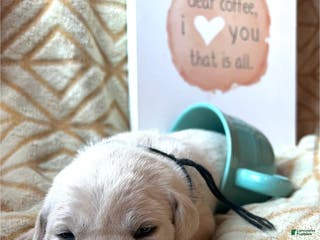 Labrador Retriever dogs Americano - Ad 9