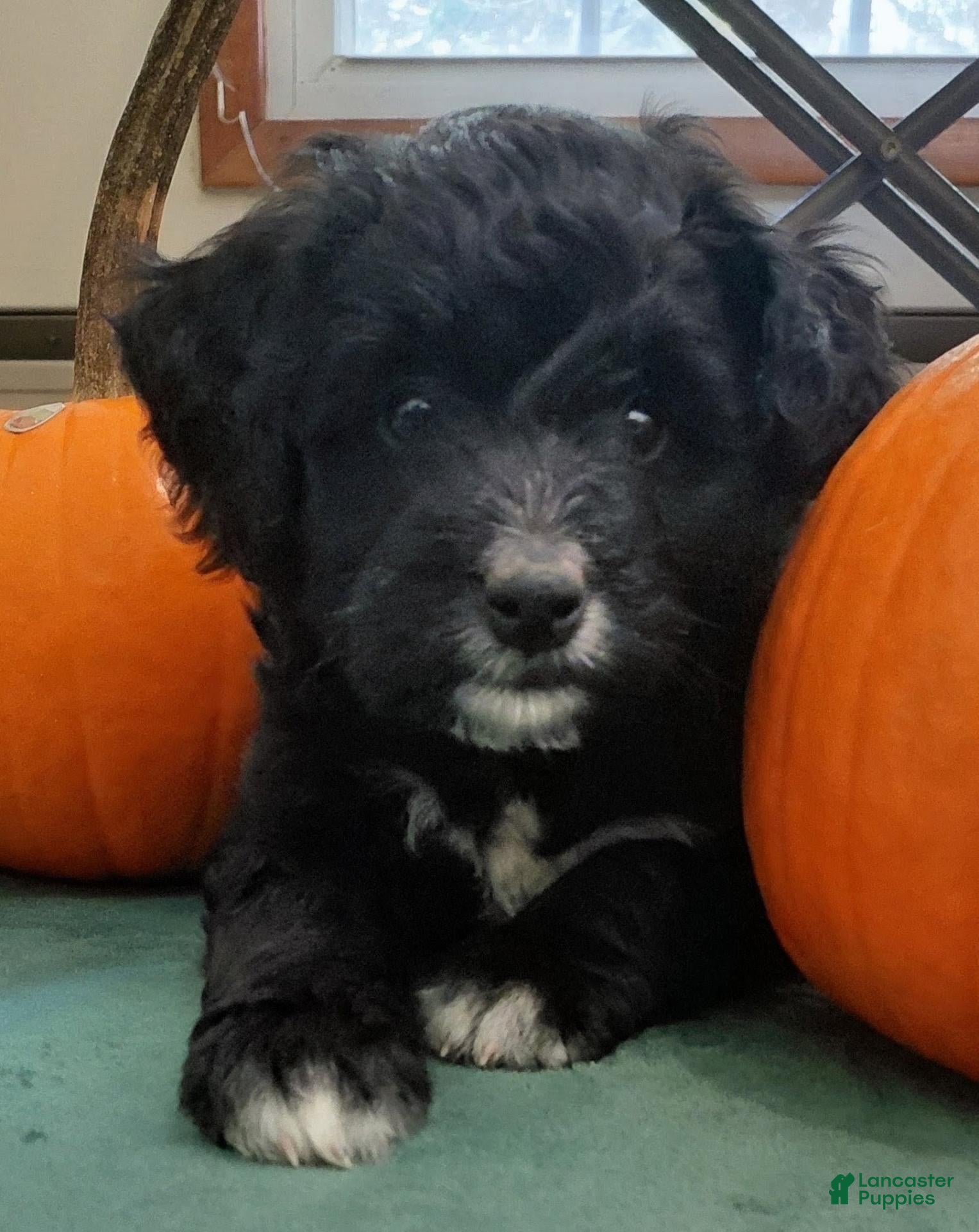 Mini Goldendoodle dogs Mountain Goldendoodle - Roxie - Ad 1