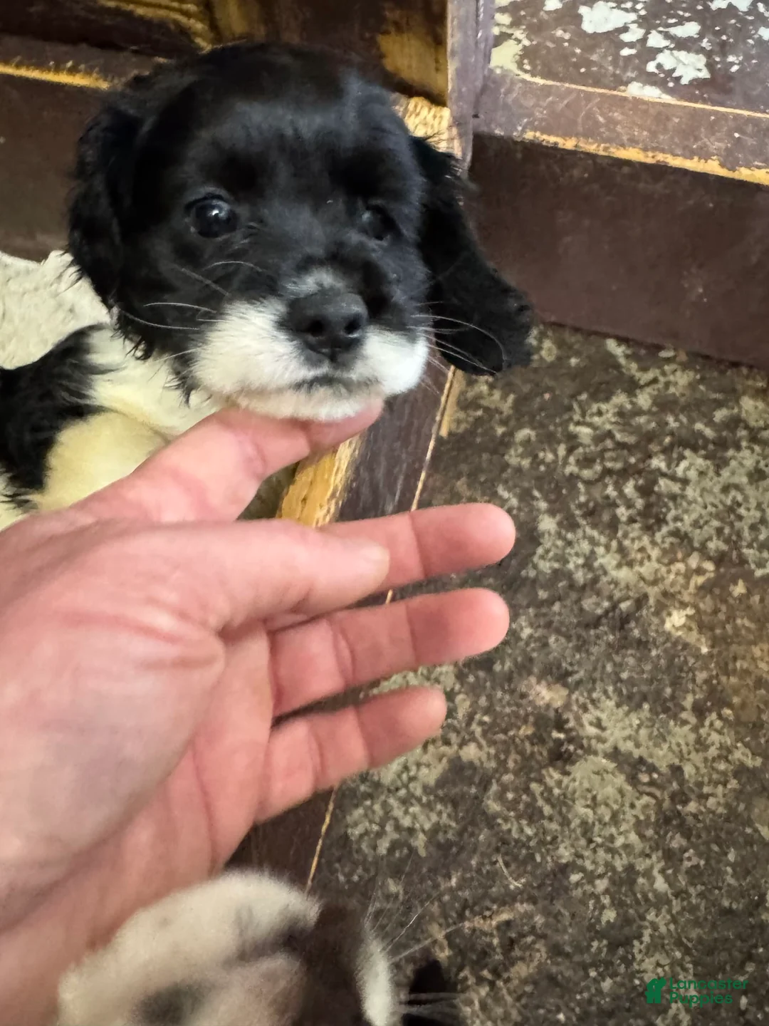 Gallery Image {{count}}