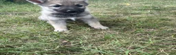 Mixed Breed dogs for sale: Mixed Breed 5 - Ad 4