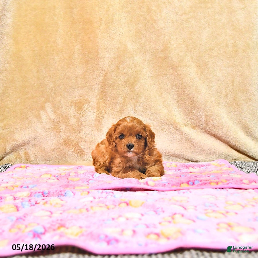 Cavapoo dogs Mandi - Ad 2
