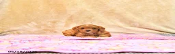 Cavapoo dogs for sale: Mandi - Ad 2