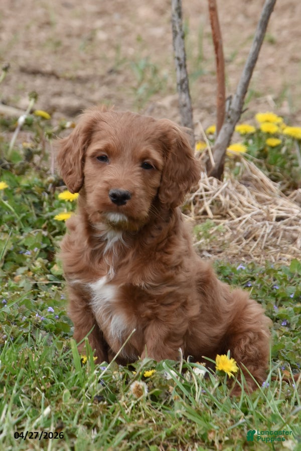 Cockapoo dogs Corbin - Ad 1