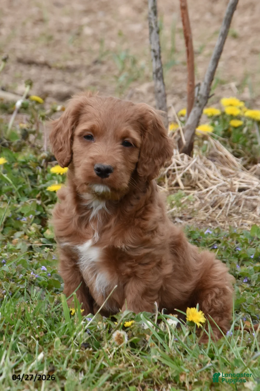 Cockapoo dogs for sale: Corbin - Ad 1