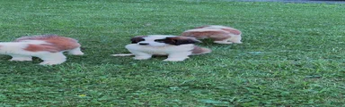 Saint Bernard 3