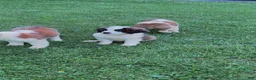 Saint Bernard dogs for sale: Saint Bernard 3 - Ad 1