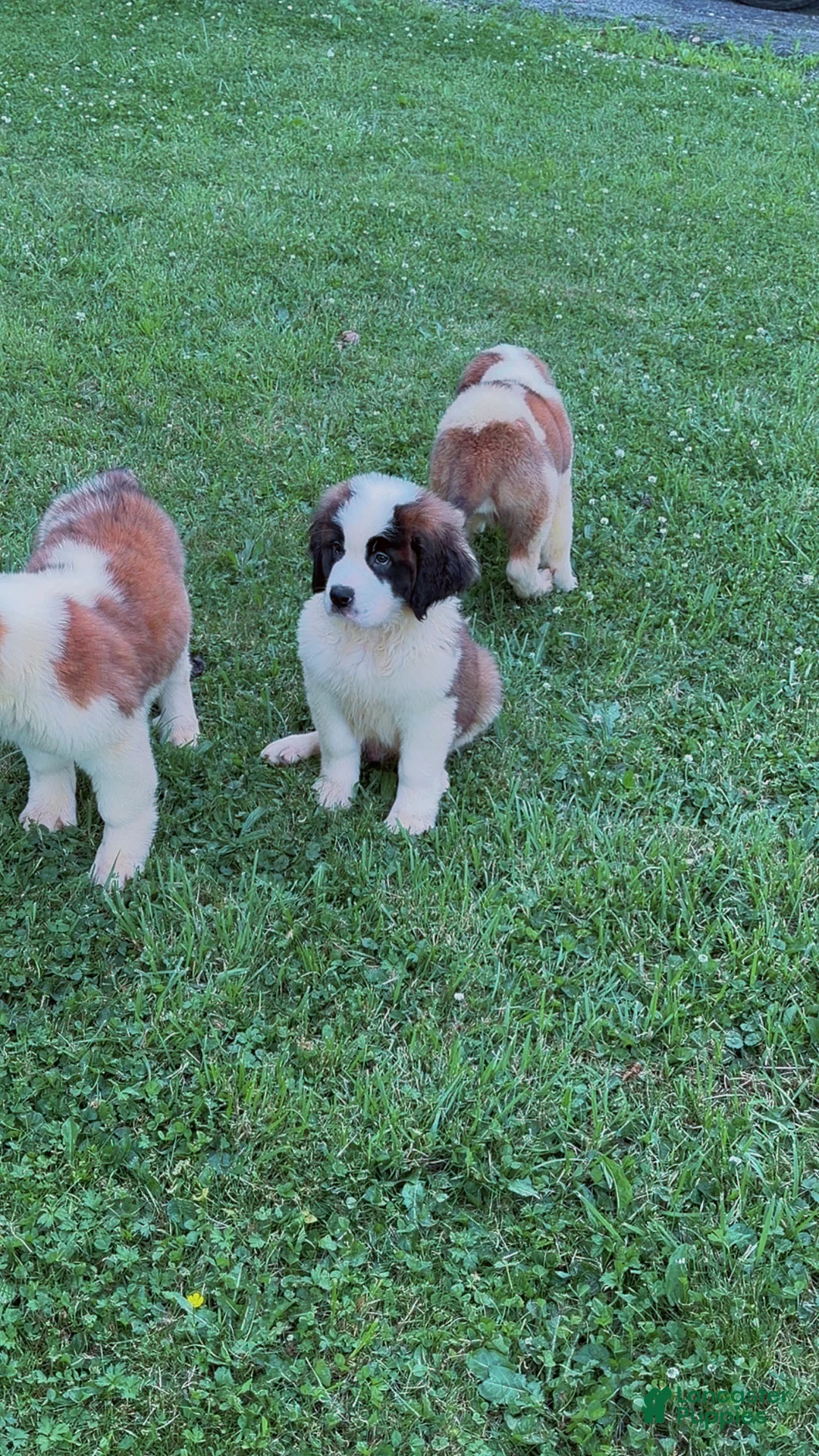 Saint Bernard dogs for sale: Saint Bernard 3 - Ad 1