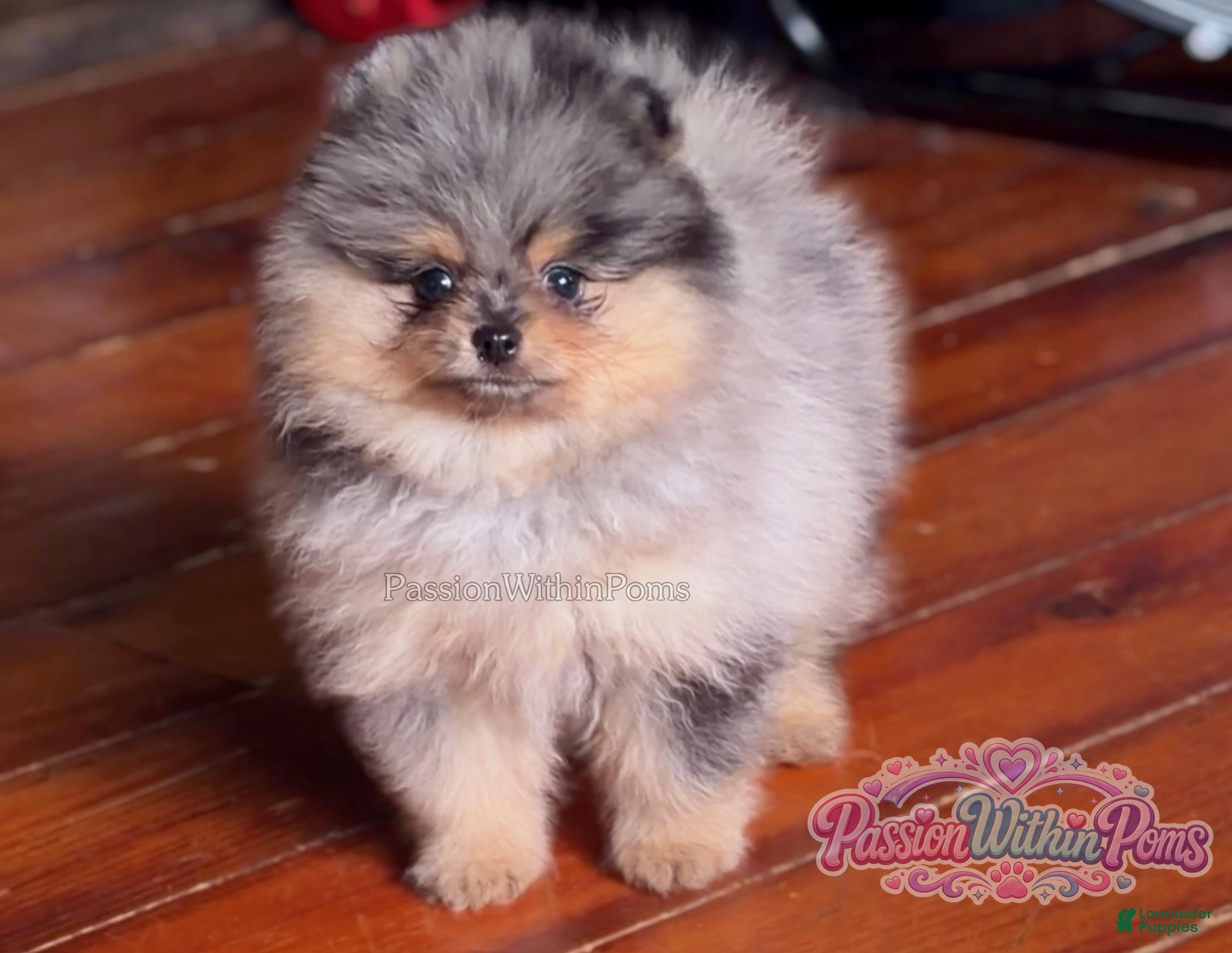 Pomeranian dogs Little Neptune - Ad 14