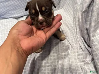 American Bully dogs for sale: American Bully Puppy 7 - Ad 2