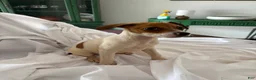 Rat Terrier dogs for sale: Rat Terrier 4 - Ad 6