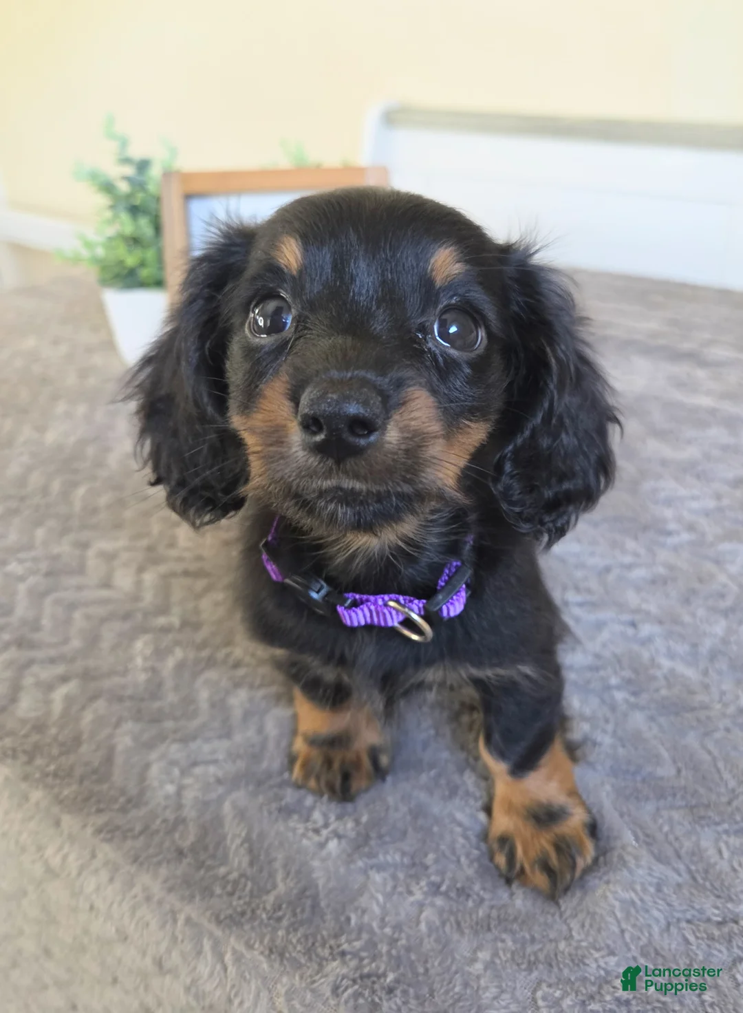Miniature Dachshund dogs for sale: Clover- AKC - Ad 7
