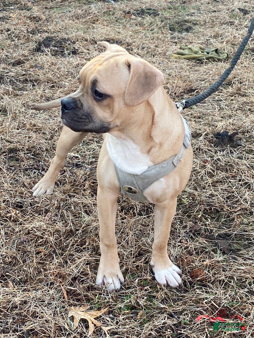 Mixed Breed dogs for sale: Timberland  - Ad 4