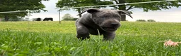 Great Dane dogs for sale: Sparkle - Ad 6