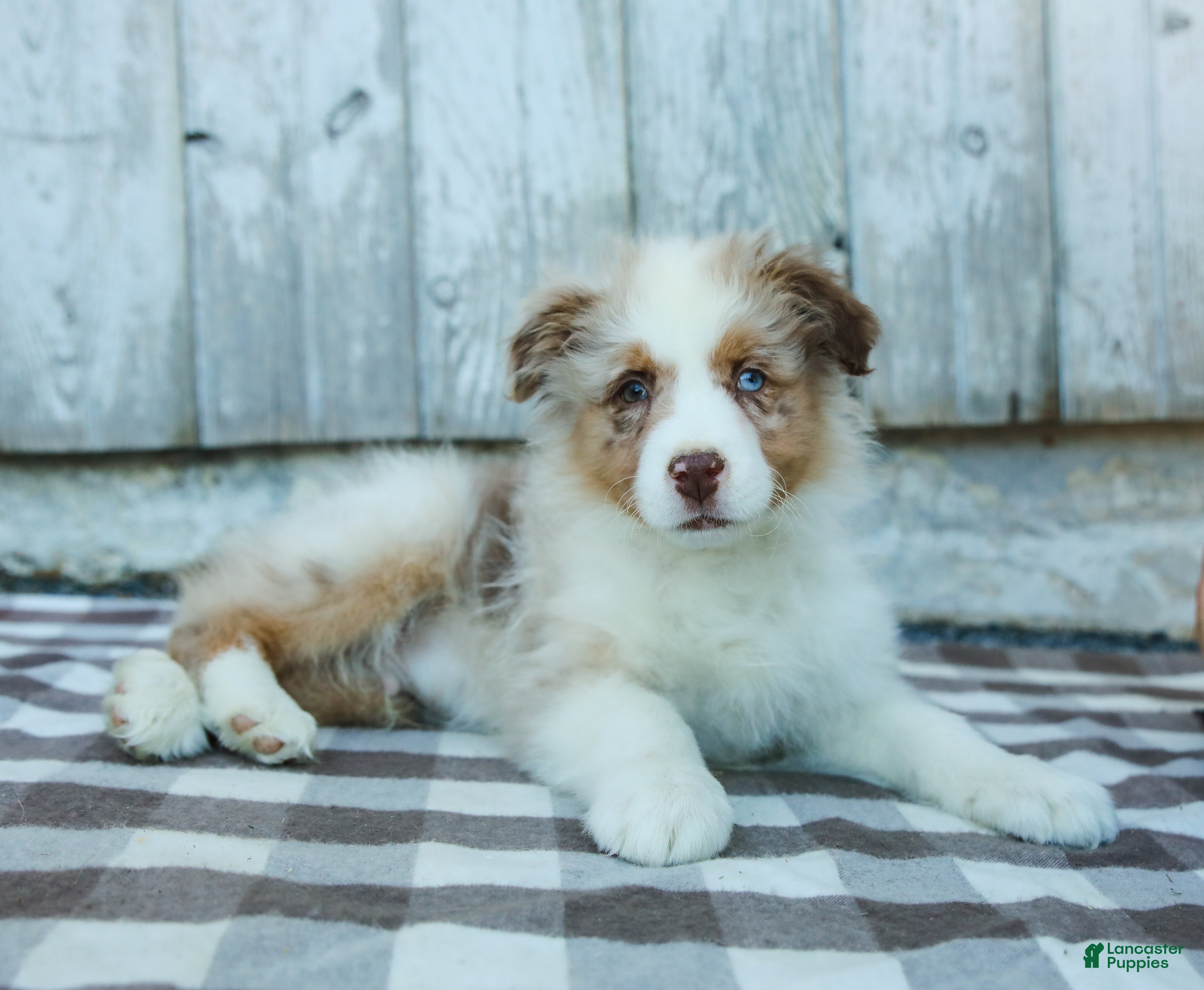 Australian Shepherd dogs Rocky - Ad 2