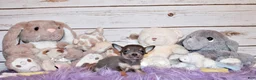 Chihuahua dogs for sale: Zaire - Ad 4