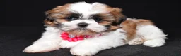 Shih Tzu dogs for sale: Layla - Ad 7