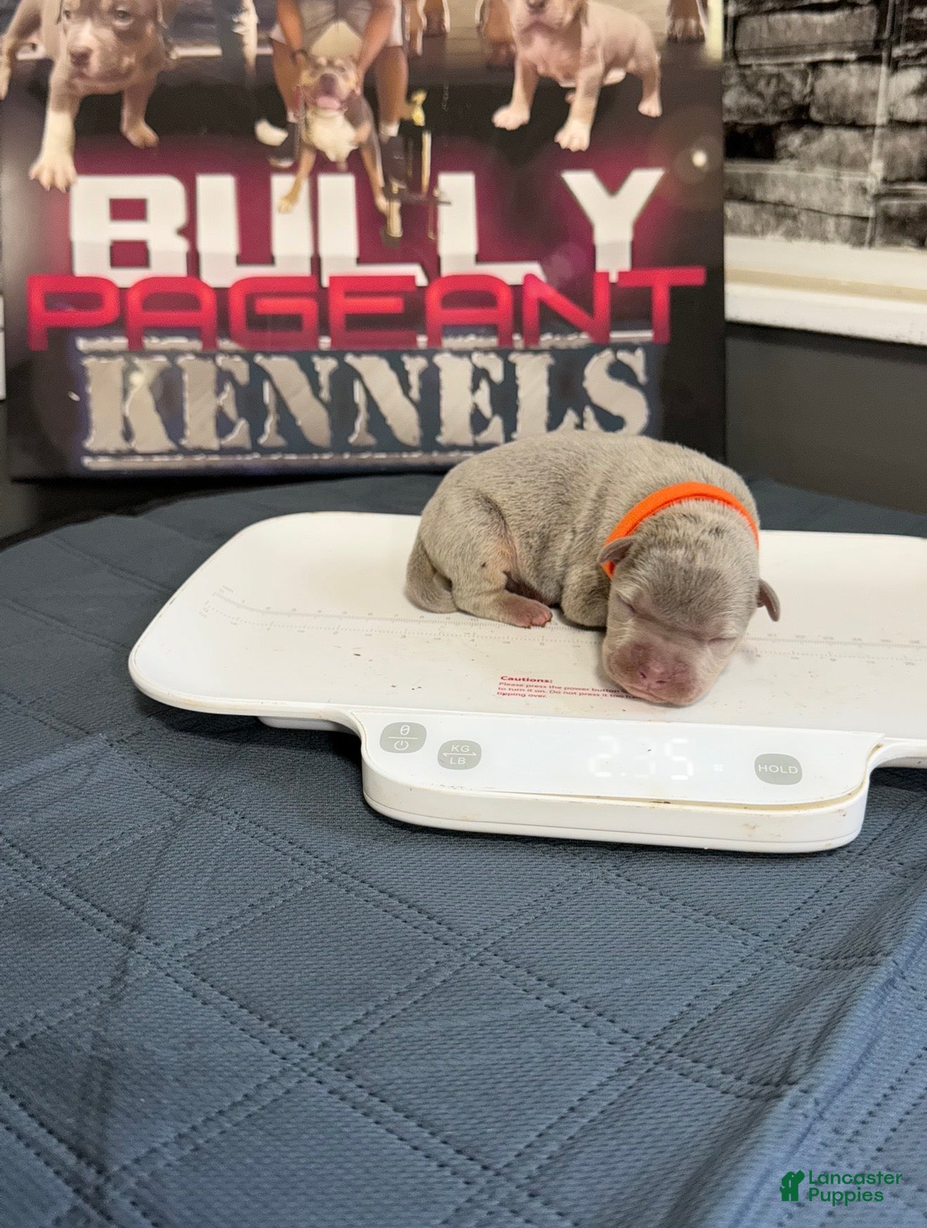 American Bully dogs Bron - Ad 2